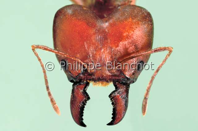 Atta opaciceps.JPG - Atta opaciceps (Portrait de soldat)Fourmi champignonistefourmi parasolAntHymenopteraFormicidaeBresil